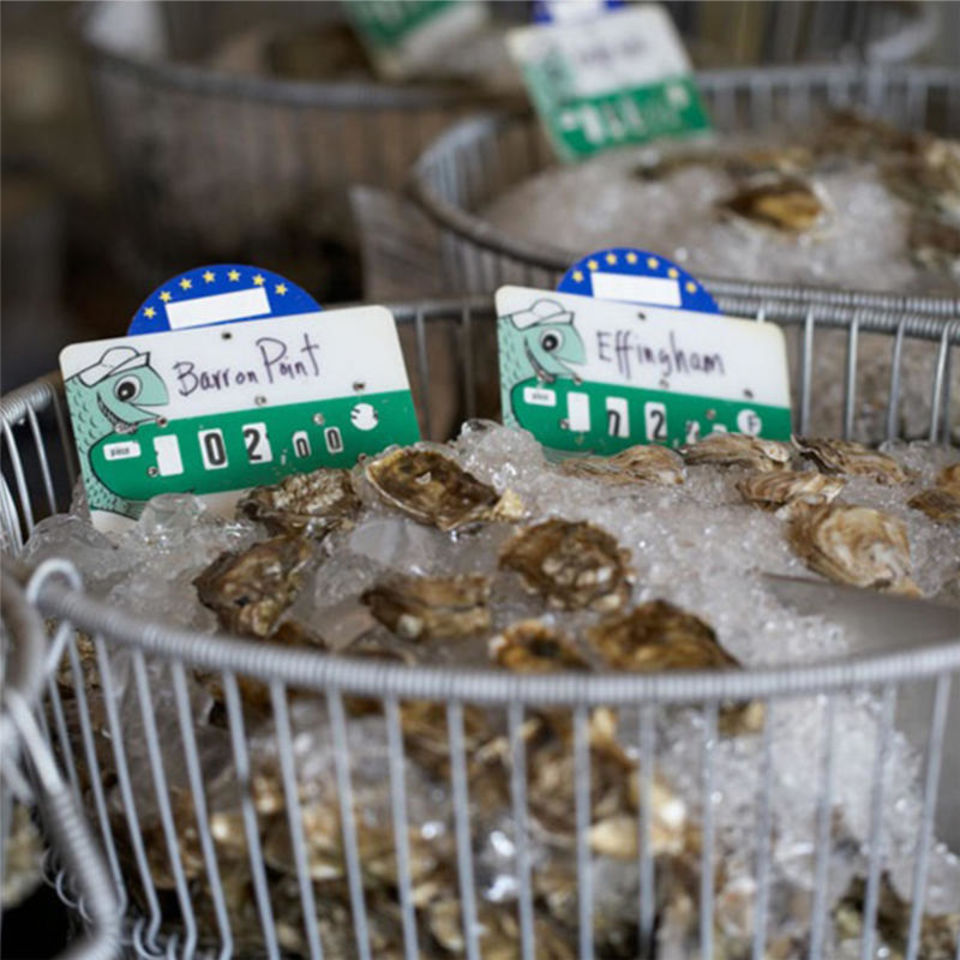 Oysters