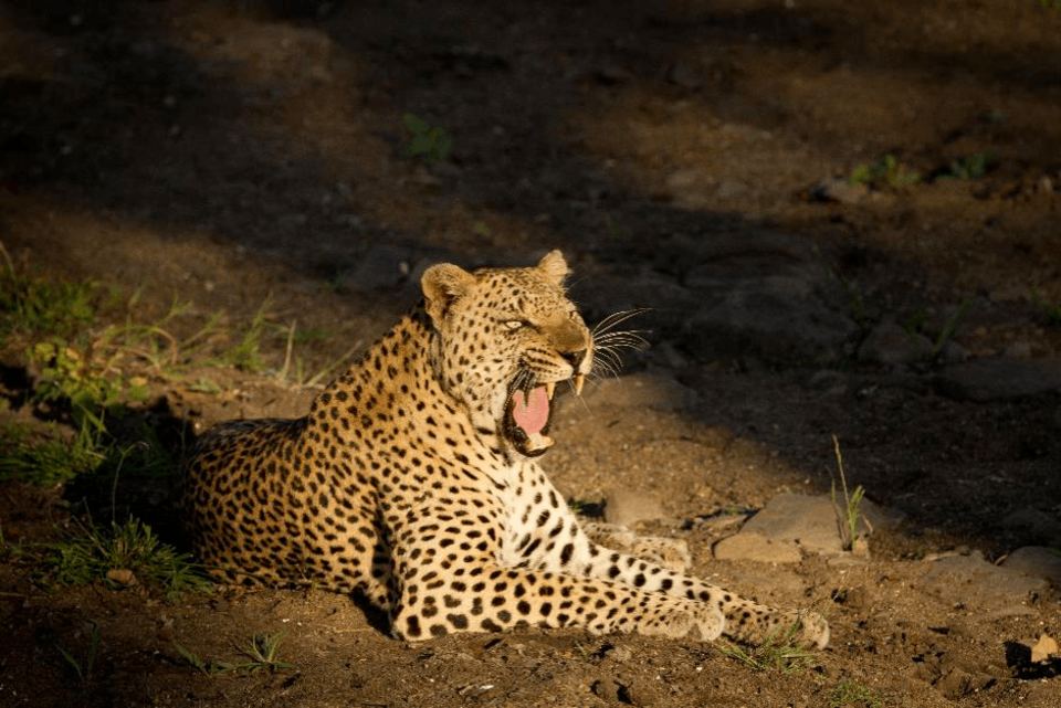 Cheetah