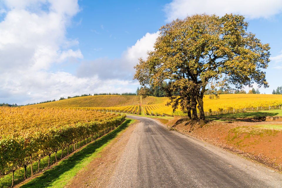 A road between the vineyards