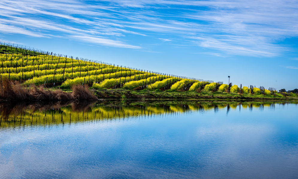 Sonoma